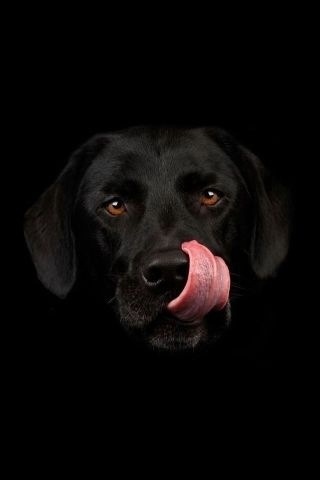 Posted in Wallpapers Tagged black dog dog picture dog wallpaper Leave 